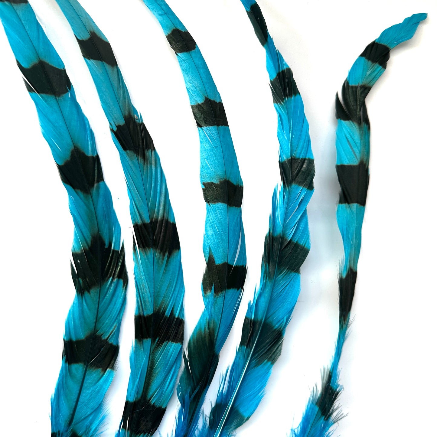 Special Two Tone Dyed Coque Feather