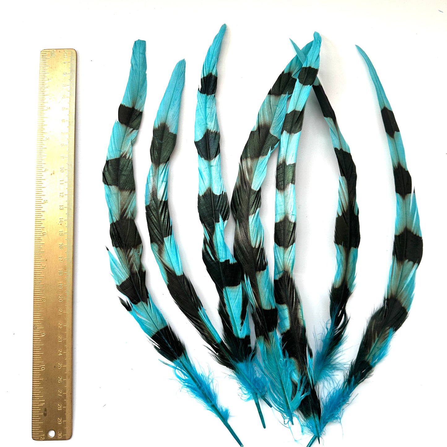 Special Two Tone Dyed Coque Feather