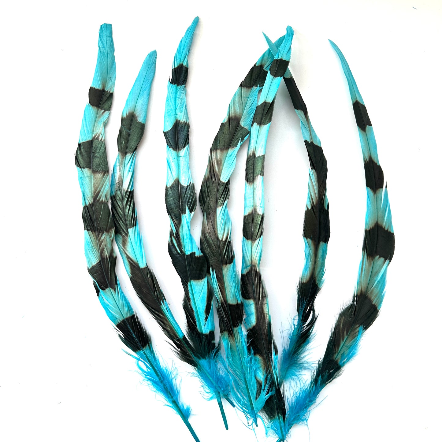 Special Two Tone Dyed Coque Feather