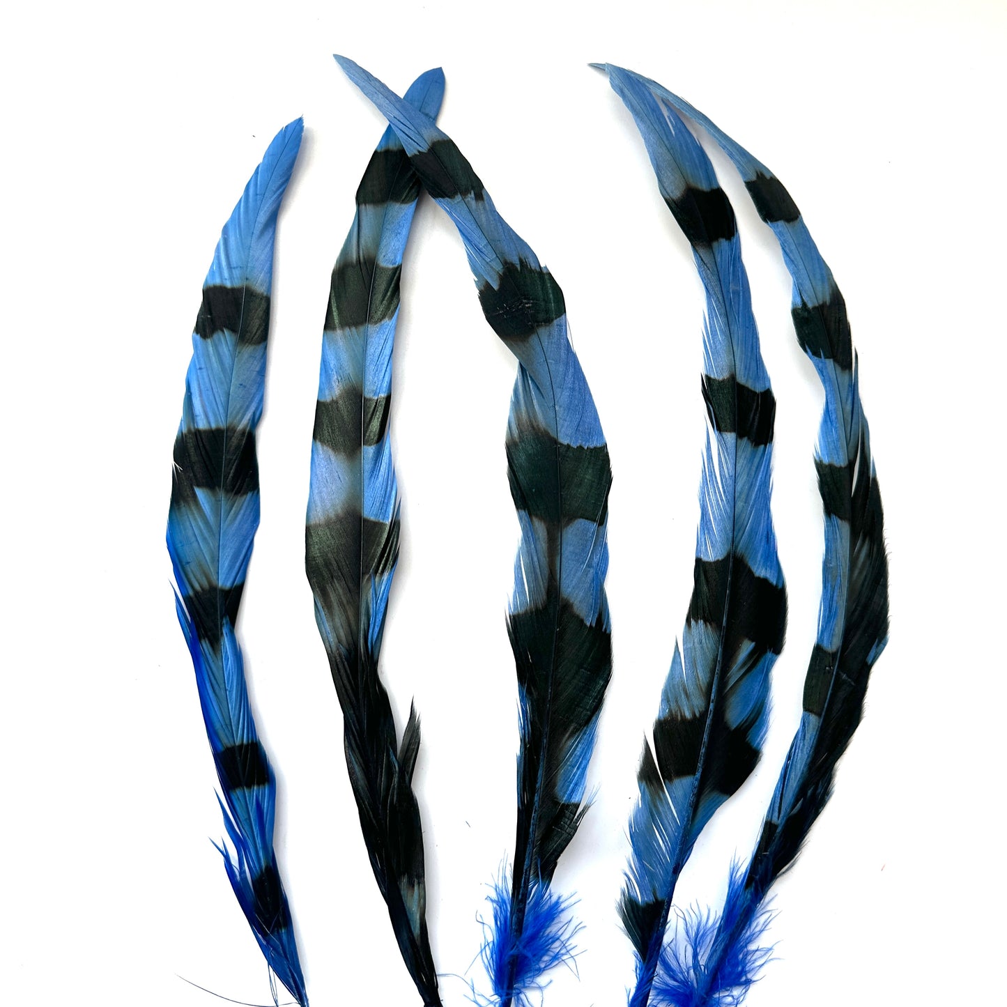 Special Two Tone Dyed Coque Feather