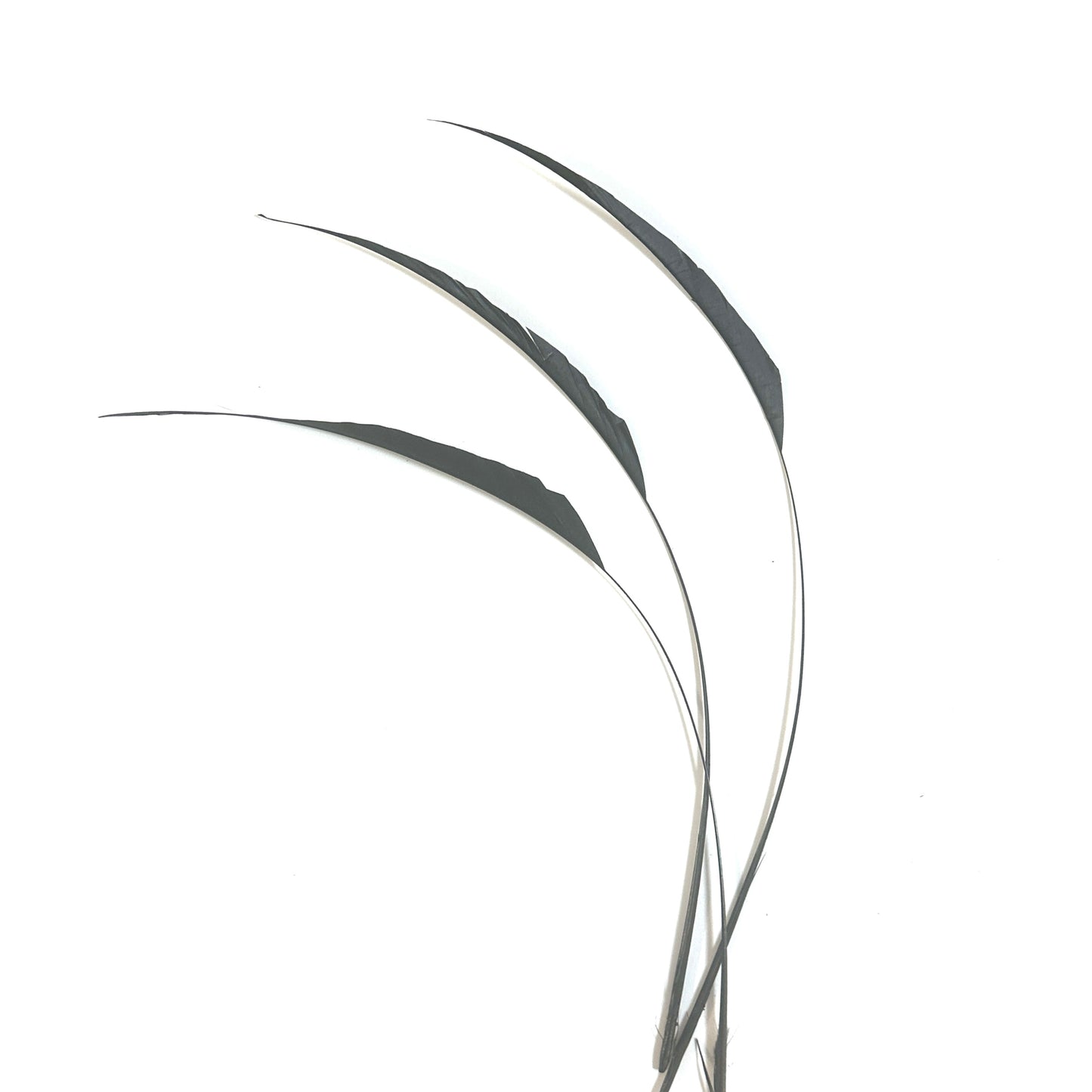 One-side Trimmed Coque Feather -Pack of 10 SFROOSTER10