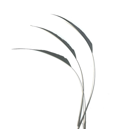 One-side Trimmed Coque Feather -Pack of 10 SFROOSTER10