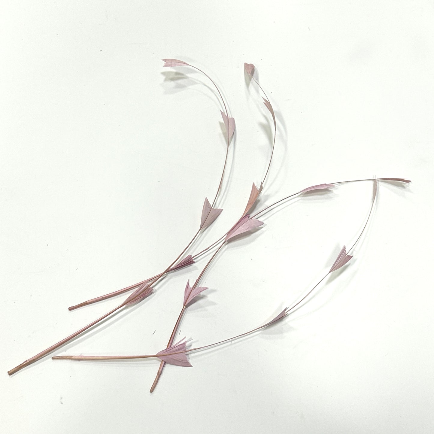 30cm Triangle Tipped Stripped Coque Feather 1 piece