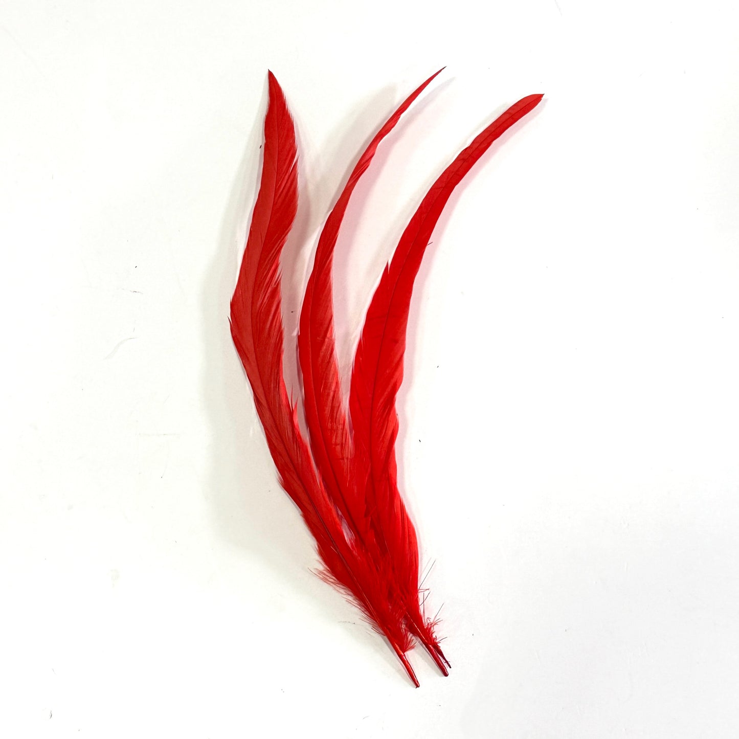 12"-14" Dyed Rooster Coque Tail Feathers- 25 pieces