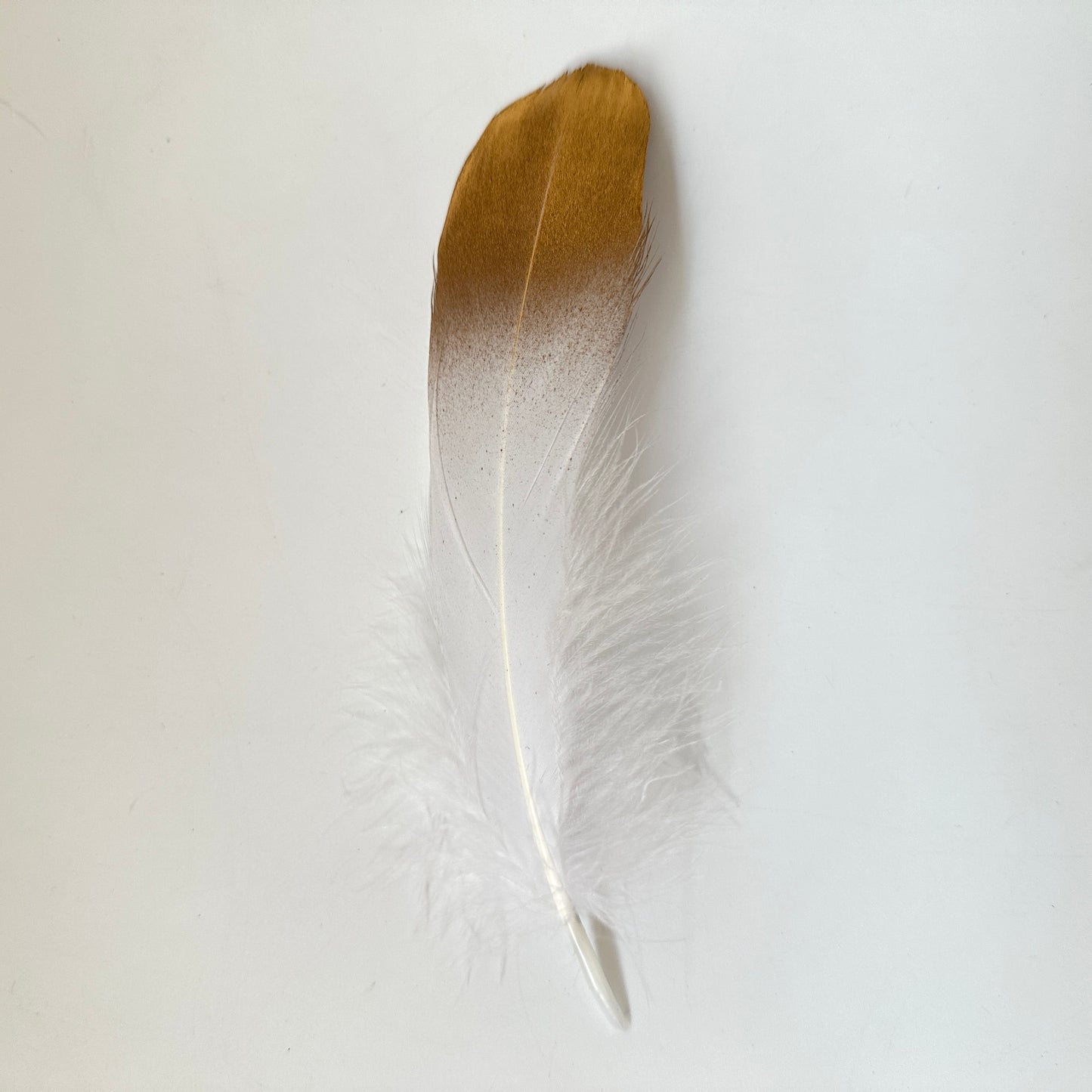Gold Dipped Goose Feather-Pack of 10