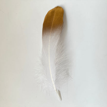 Gold Dipped Goose Feather-Pack of 10