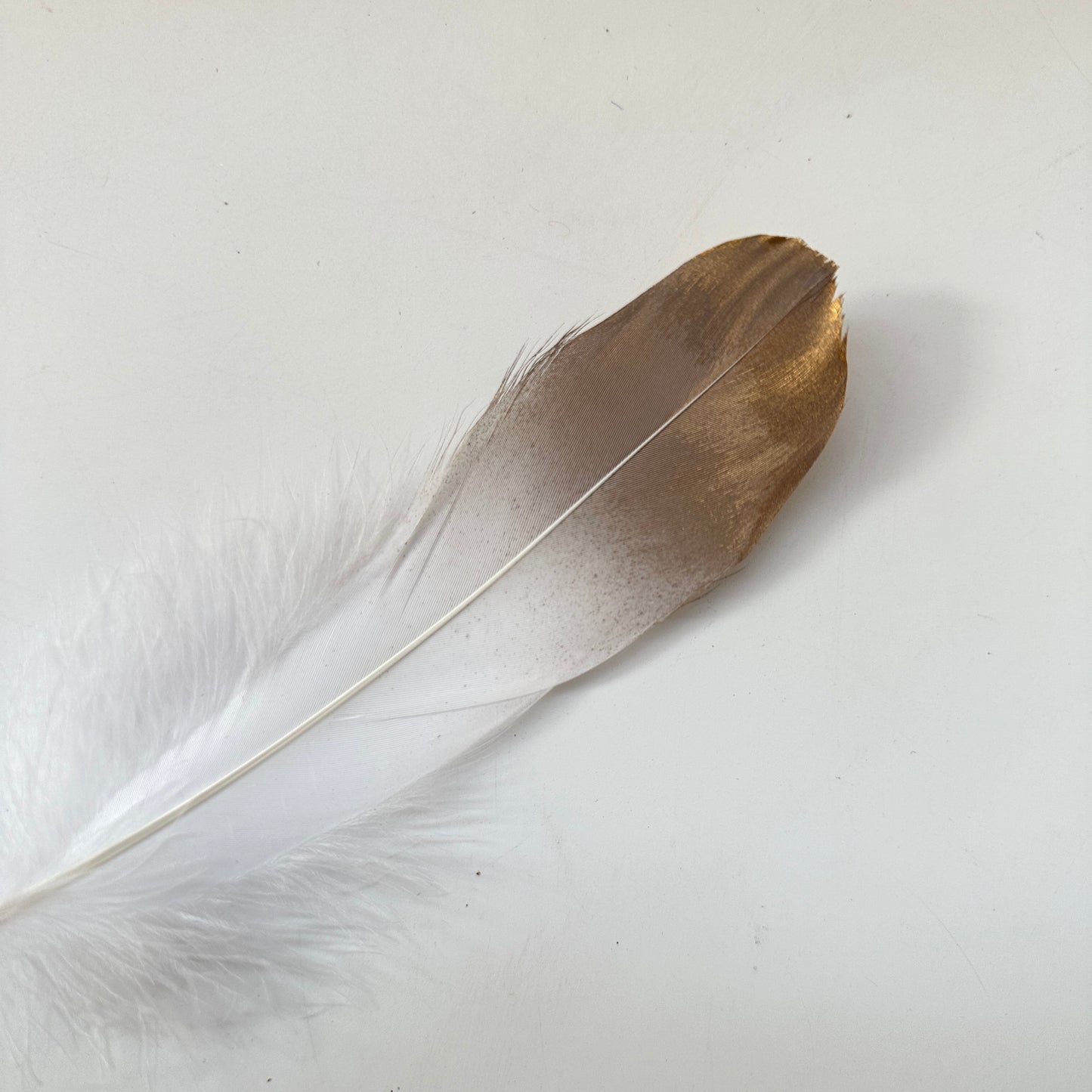 Gold Dipped Goose Feather-Pack of 10