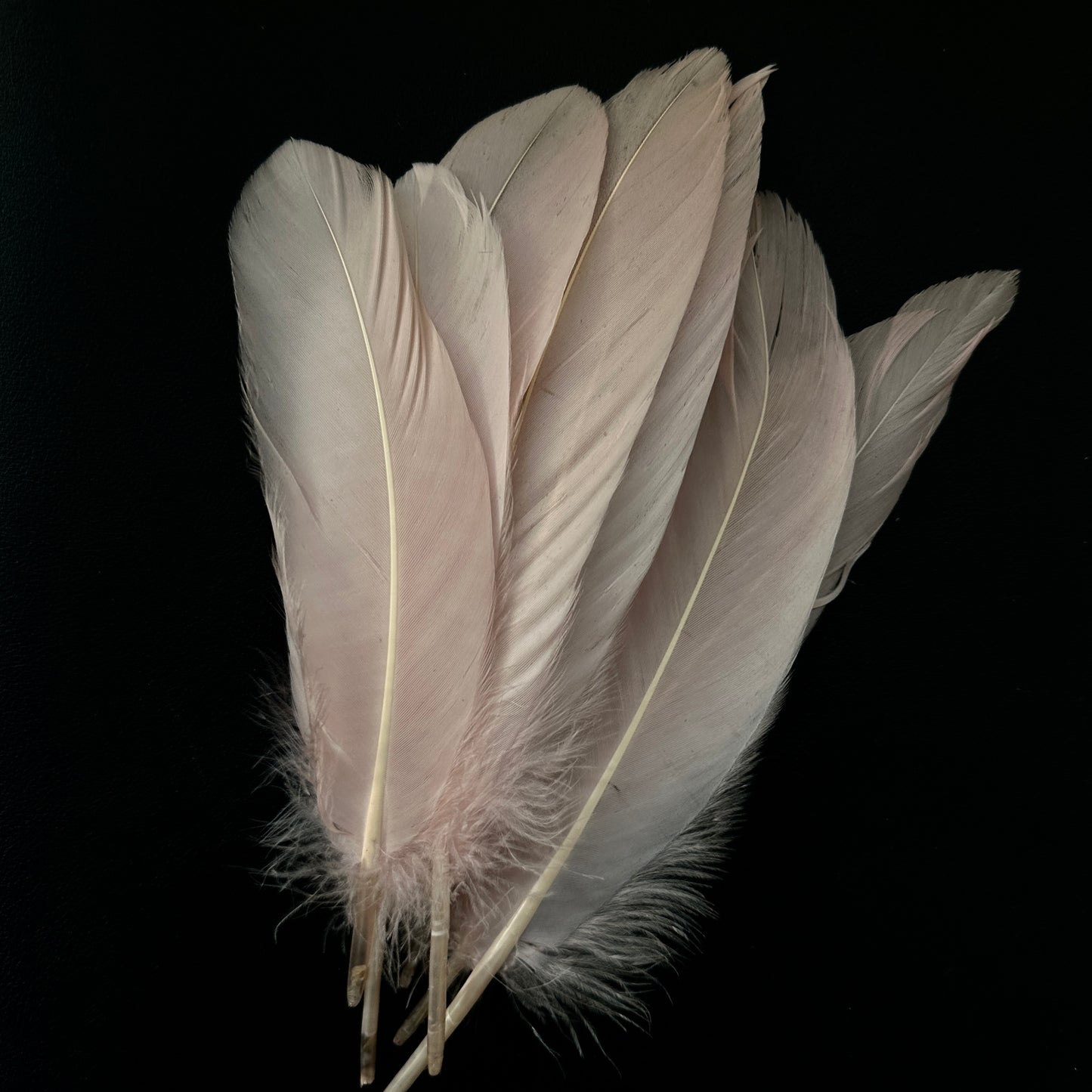 Hard Goose Feather-Pack of 50 SF005