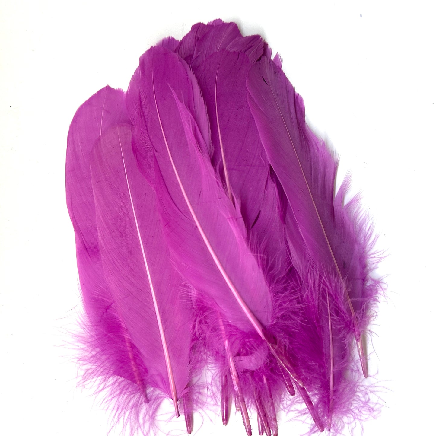 Hard Goose Feather-Pack of 50 SF005