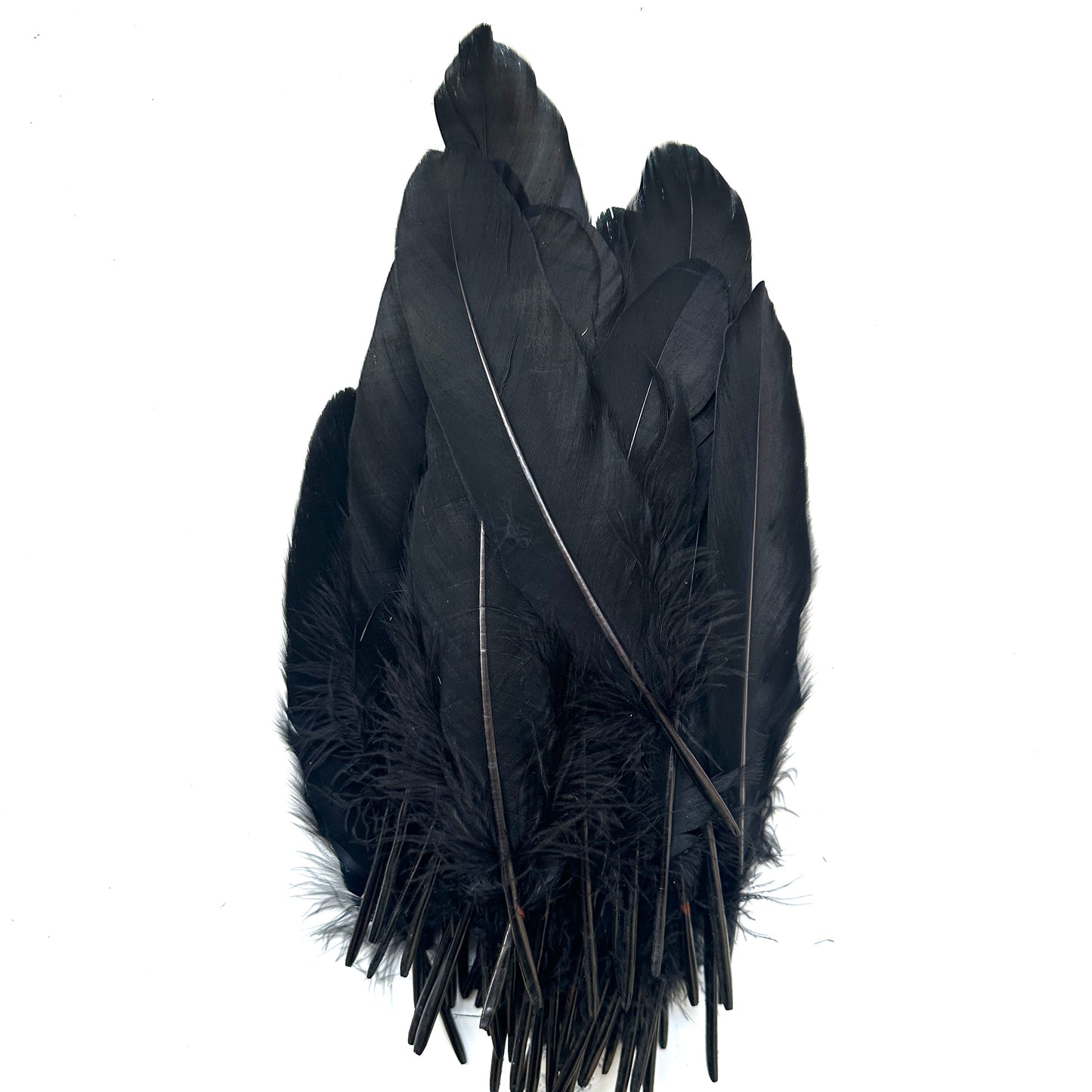 Hard Goose Feather-Pack of 50 SF005