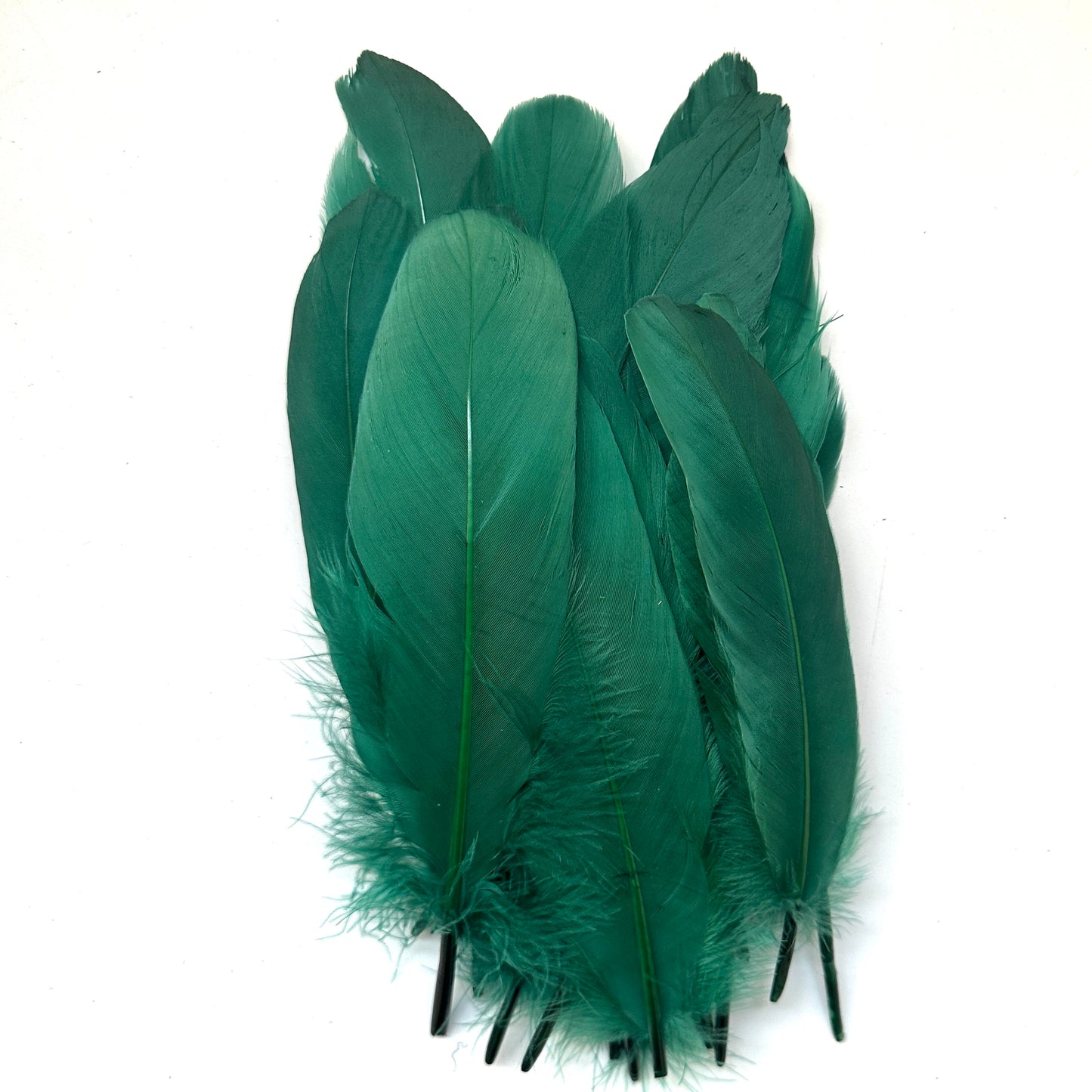 Hard Goose Feather-Pack of 50 SF005