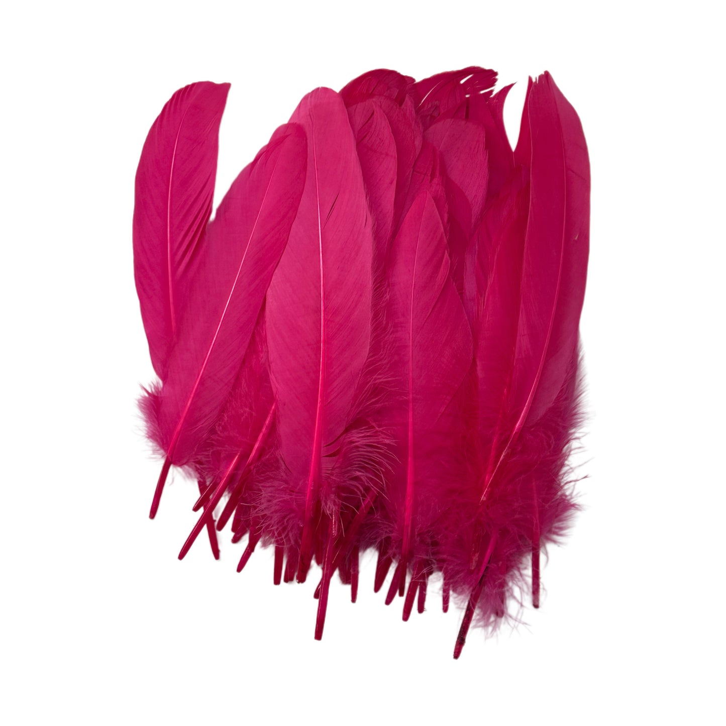 Hard Goose Feather-Pack of 50 SF005