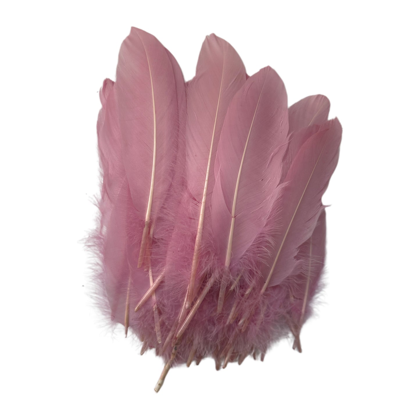 Hard Goose Feather-Pack of 50 SF005