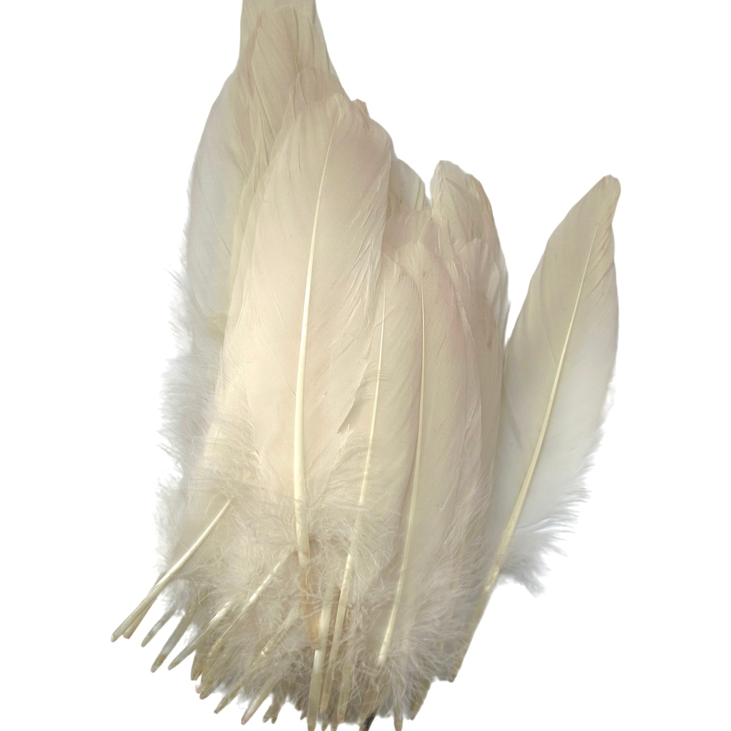 Hard Goose Feather-Pack of 50 SF005