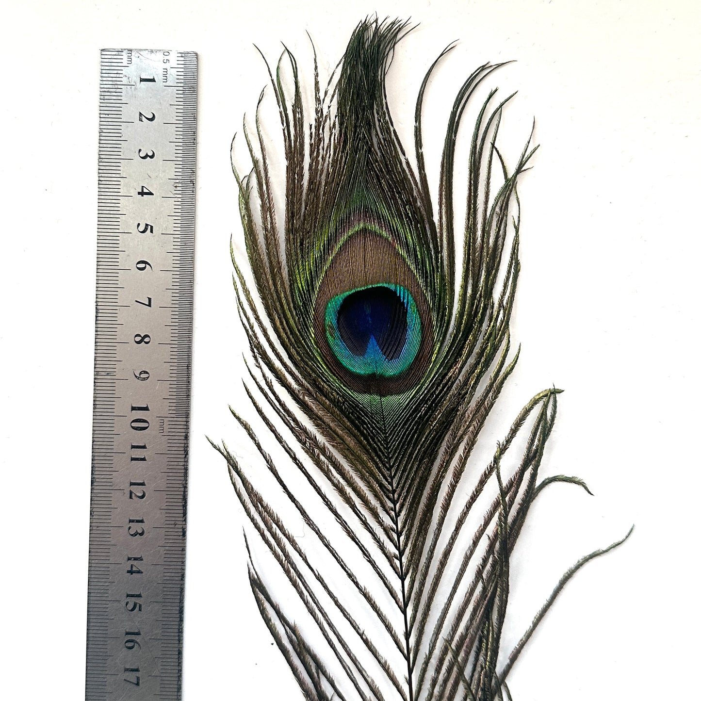 30cm Natural Peacock Eye Feather
