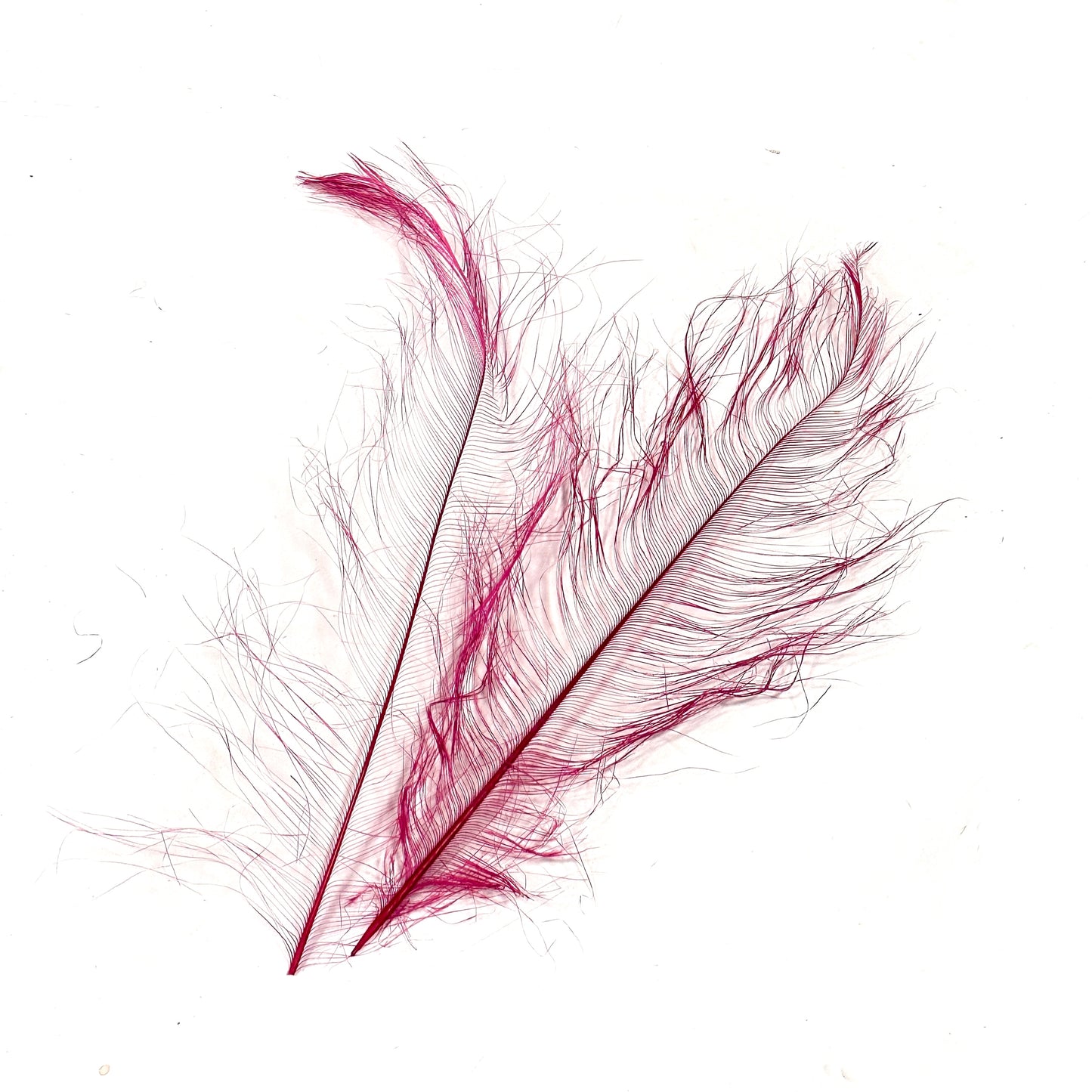 *sales* 30cm Burnt Ostrich Feather Plume