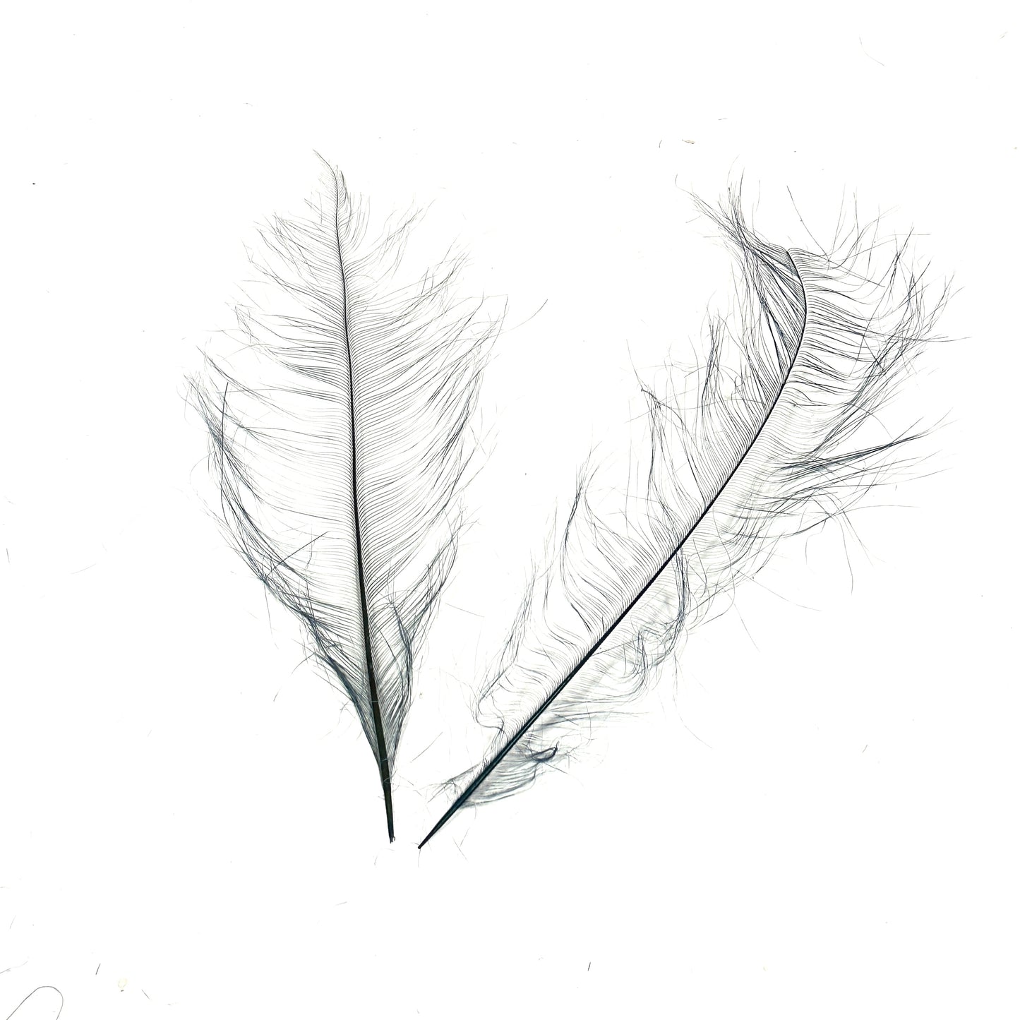 *sales* 30cm Burnt Ostrich Feather Plume
