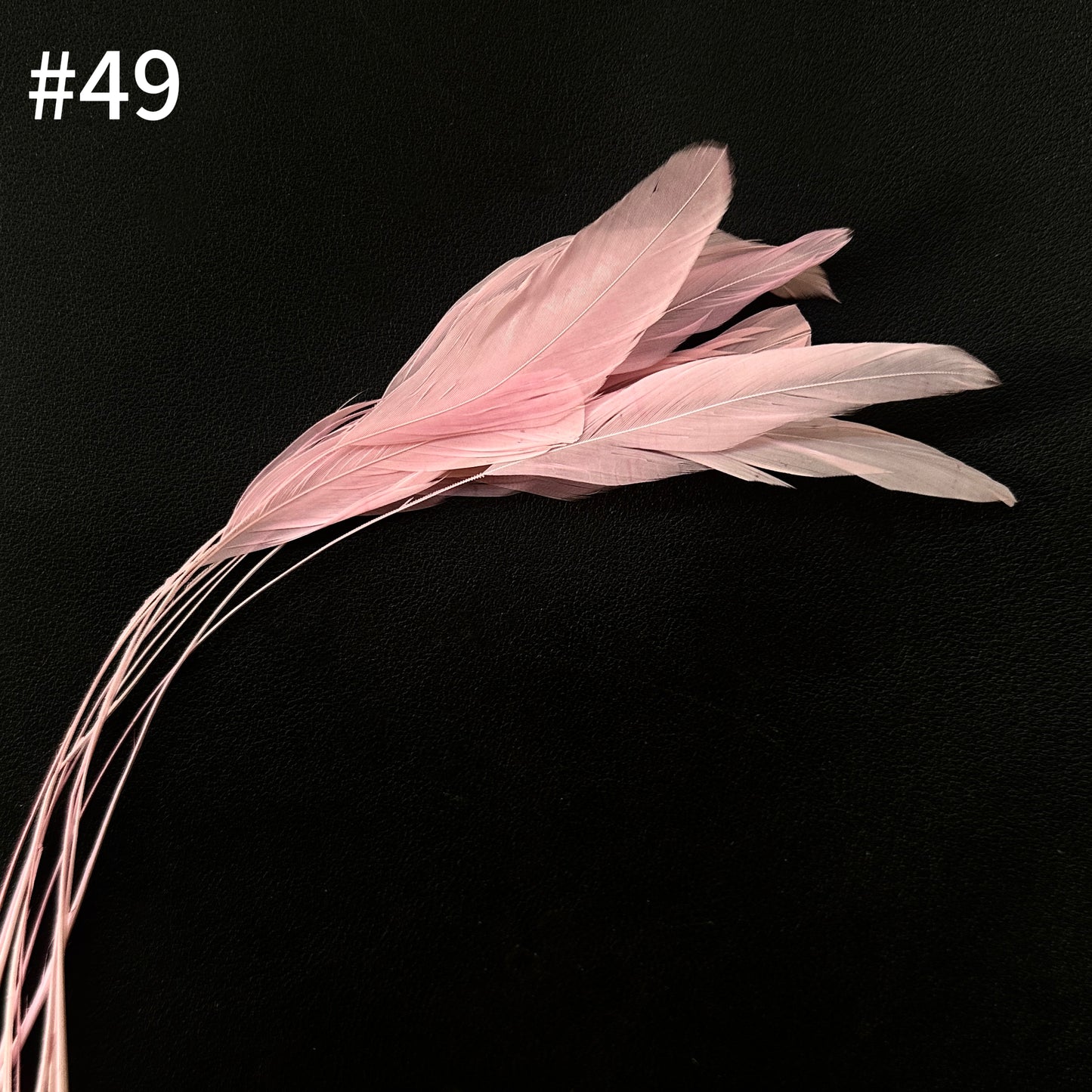 25cm Stripped Coque Feathers - Pack of 10 SF005