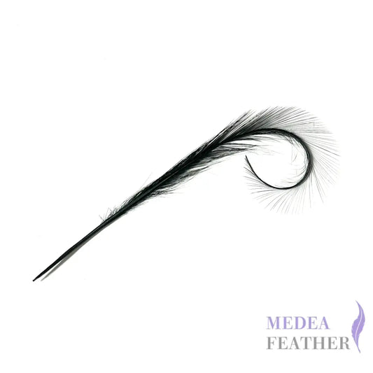 Burnt Curled Ringneck Pheasant Feather 1 Piece #03 black