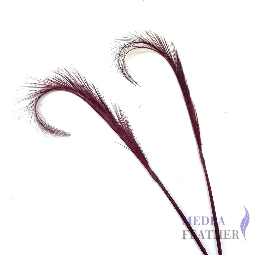 Burnt Curled Ringneck Pheasant Feather 1 Piece SF027 #35 raspberry radiance