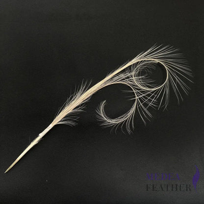 Burnt Curled Ringneck Pheasant Feather SF027 #01 ivory (2pcs/bundle)