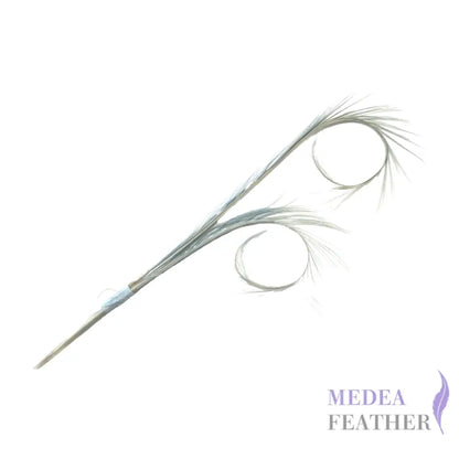 Burnt Curled Ringneck Pheasant Feather SF027 #80 baby blue (2pcs/bundle)