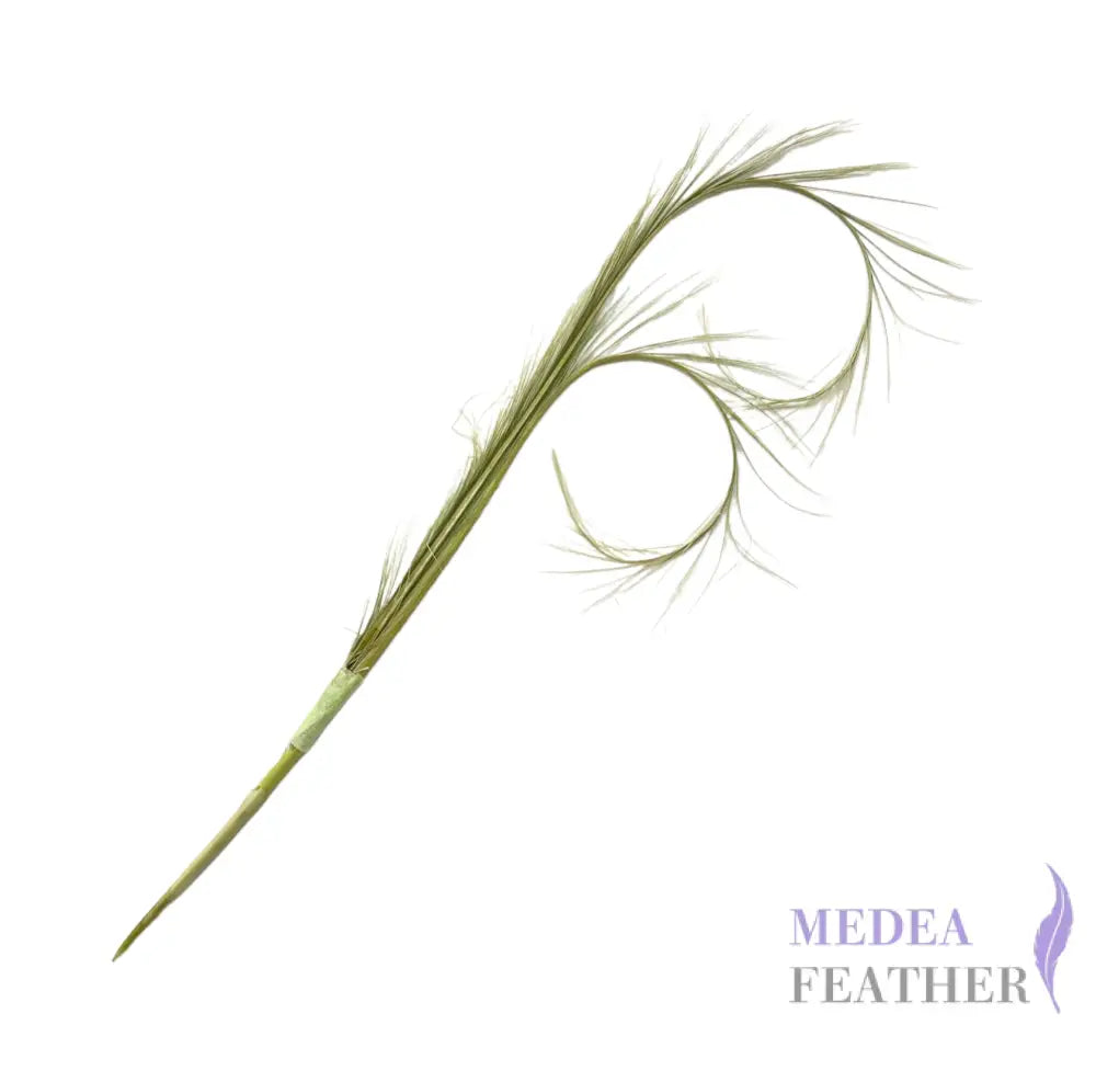 Burnt Curled Ringneck Pheasant Feather SF027 #88 green banana (2pcs/bundle)