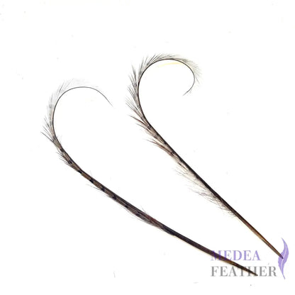 Burnt Curled Ringneck Pheasant Feather 1 Piece SF027 Gray