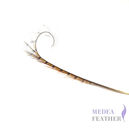 Burnt Curled Ringneck Pheasant Feather 1 Piece SF027 natural