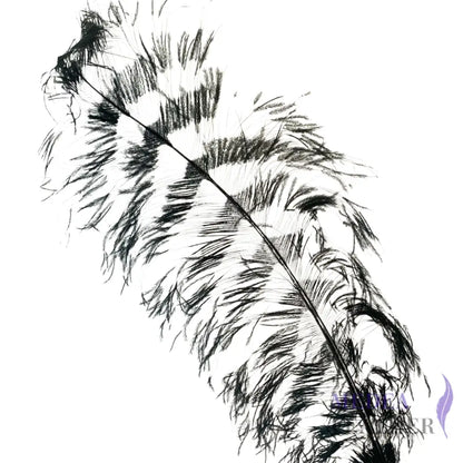 Burnt Ostrich Feather Plume For Millinery Royal Ascot Kentucky Derby 55-60cm - #03 Black