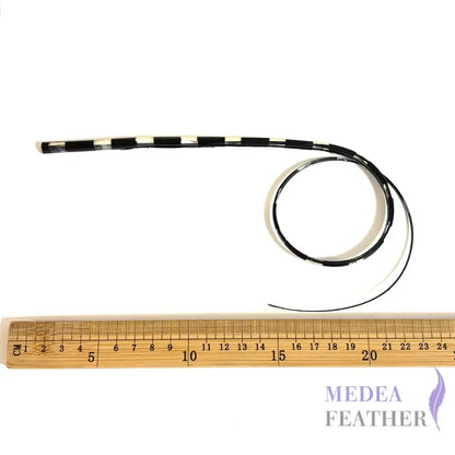 Loop Two Tone Ostrich Feather Quill (Copy)