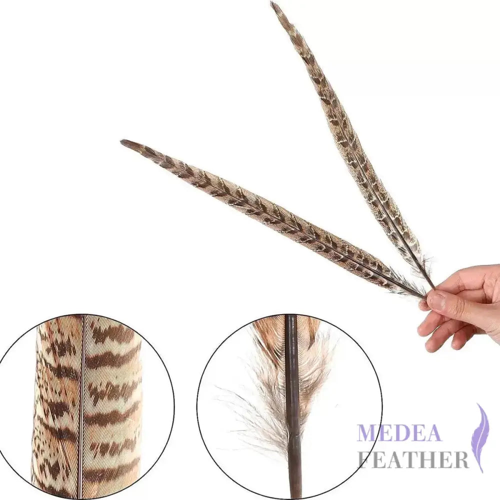 Female Ringneck Pheasant Tails