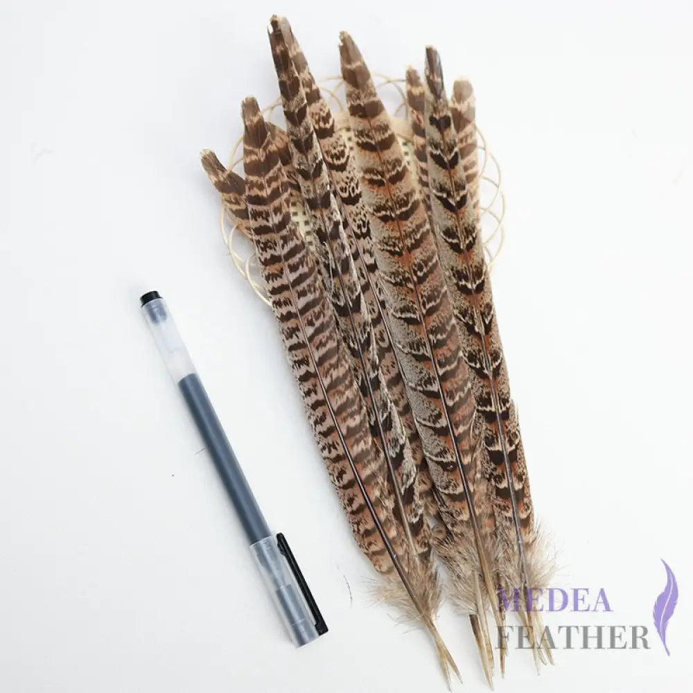 Female Ringneck Pheasant Tails-Pack of 10 SF020