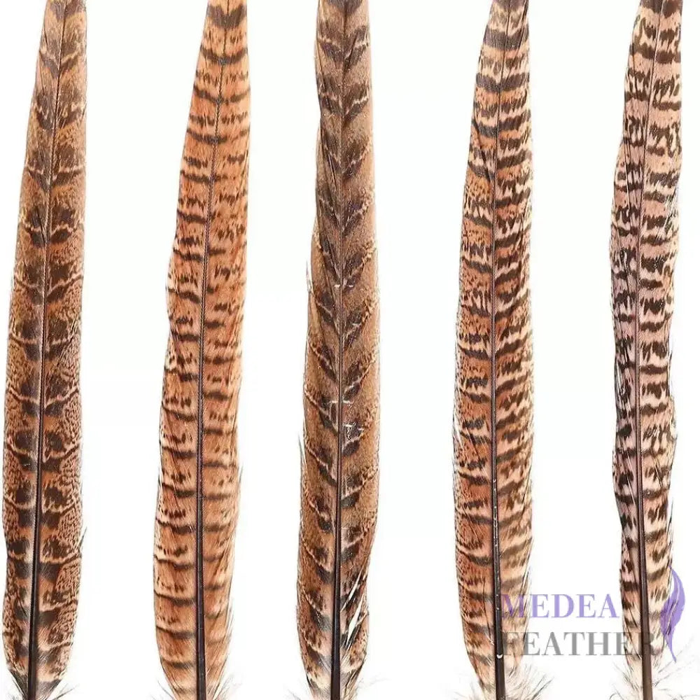 Female Ringneck Pheasant Tails