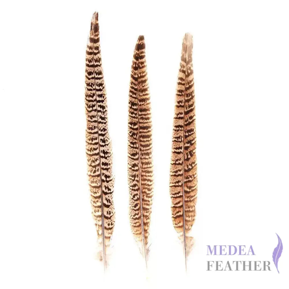 Female Ringneck Pheasant Tails Natural / 10 pieces