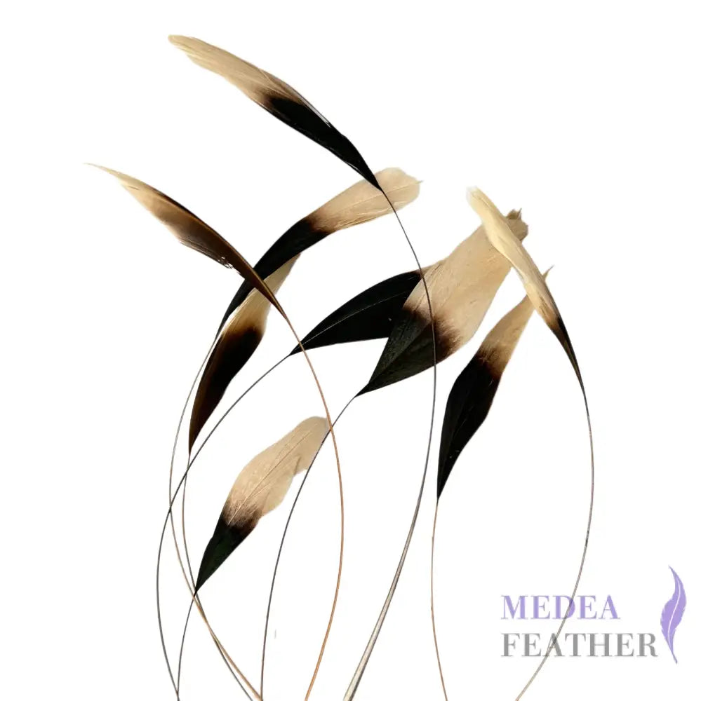 20cm Gradient Dyed Coque Feather - Pack of 10 SF011 Brown & cream