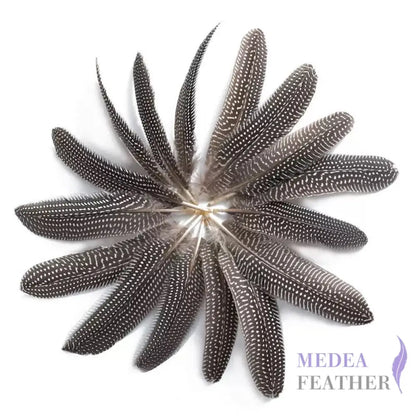 Guinea Fowl Feather (1 pack=10 pieces)