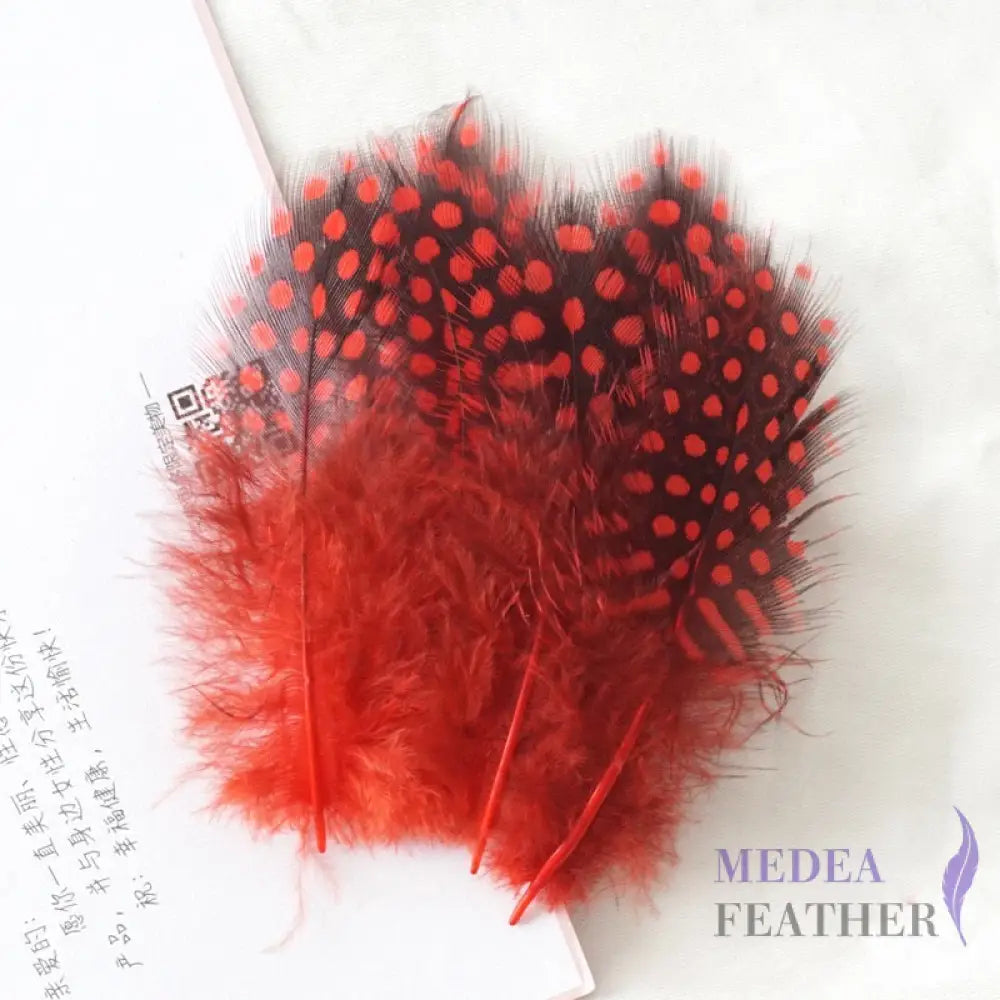 Guinea Hen Plumage Polka Dot Feathers