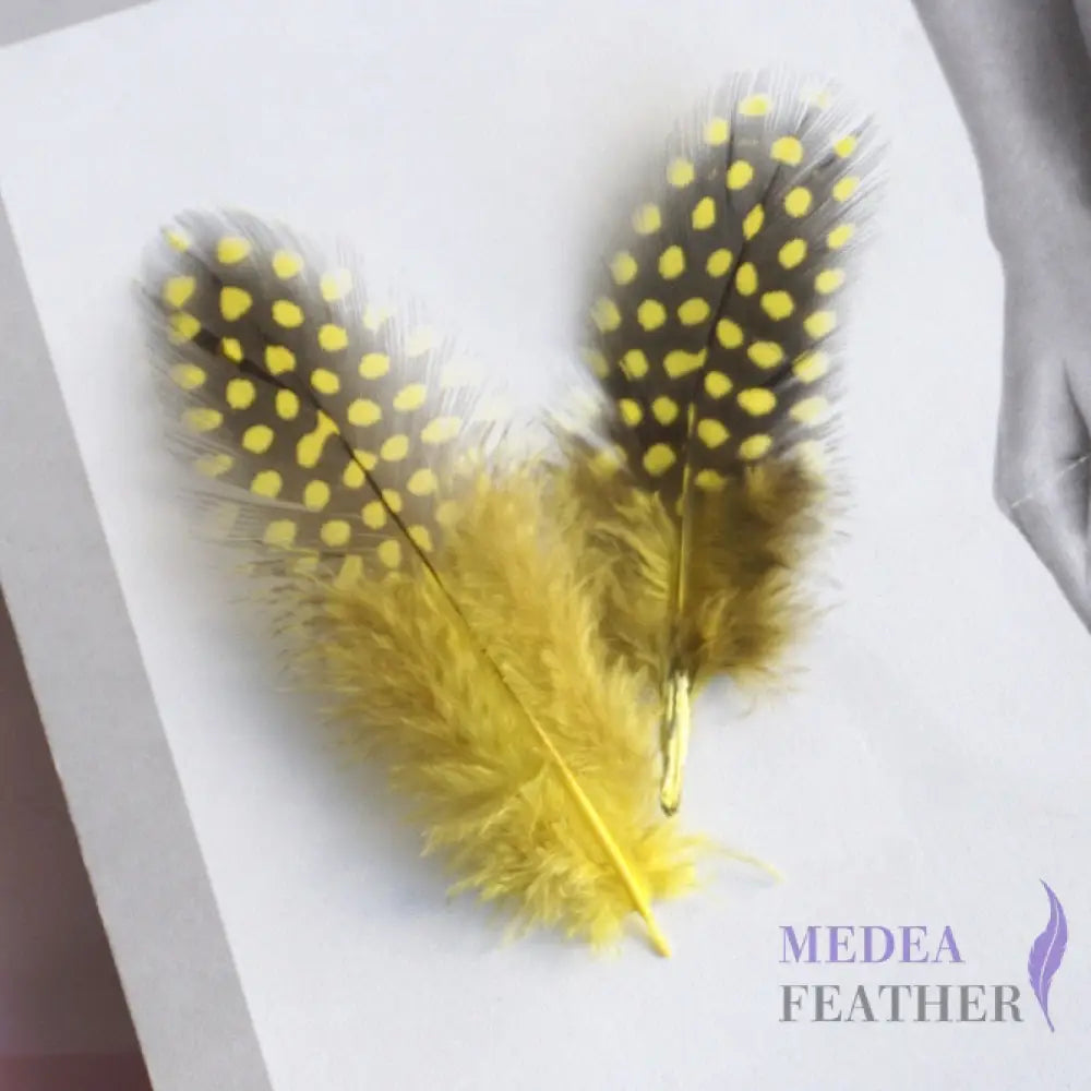 Guinea Hen Plumage Polka Dot Feathers