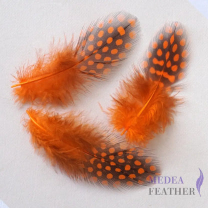 Guinea Hen Plumage Polka Dot Feathers Orange