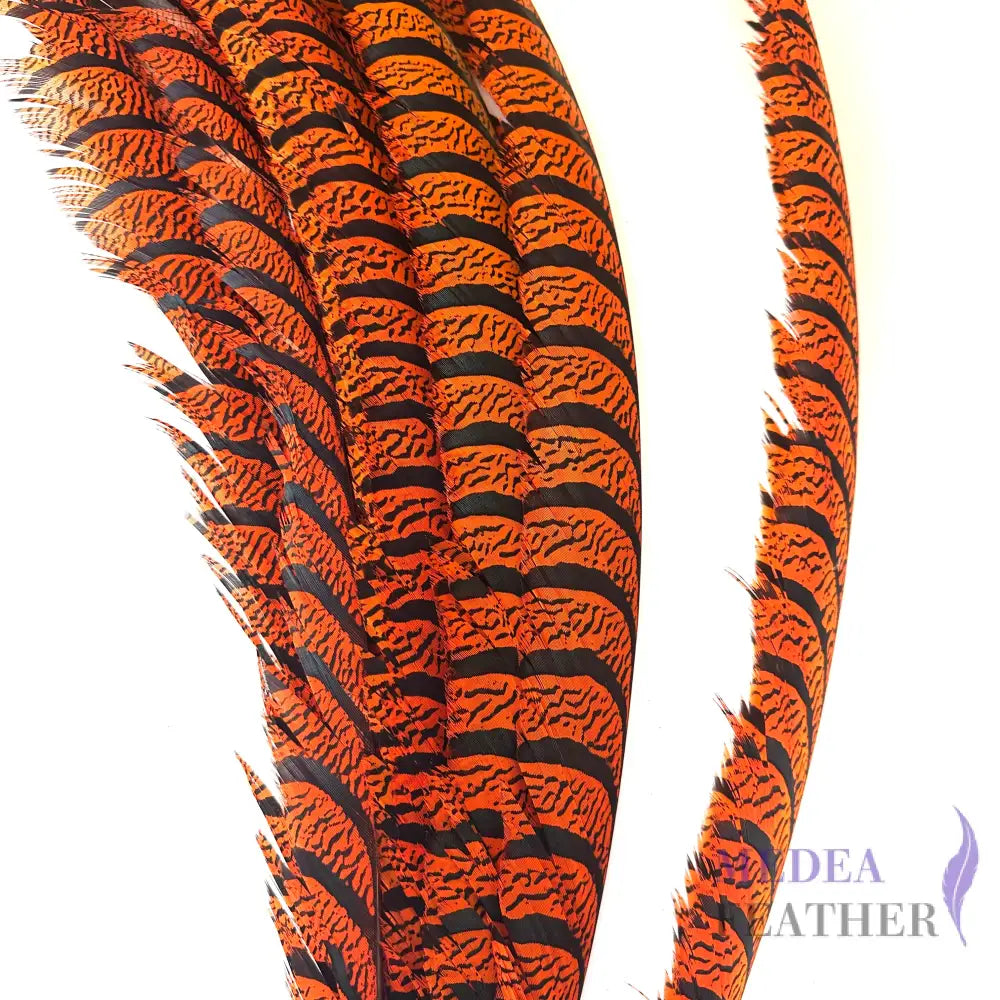 Multi-colour Lady Amherst Pheasant Tail Feather (70-75cm) SF028 Orange / 1 Piece
