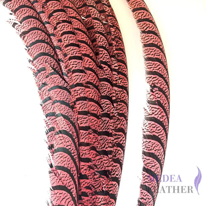 Multi-colour Lady Amherst Pheasant Tail Feather (70-75cm) SF028 Carol / 1 Piece