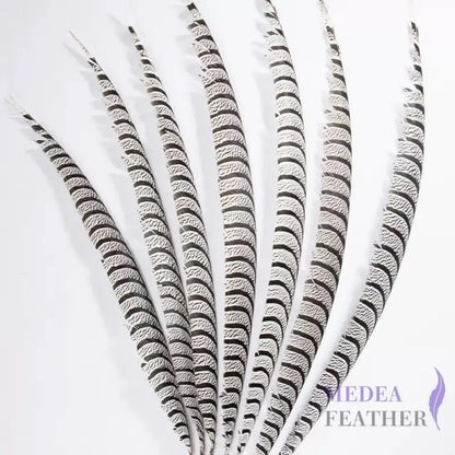 Multi-colour Lady Amherst Pheasant Tail Feather (80-90cm)