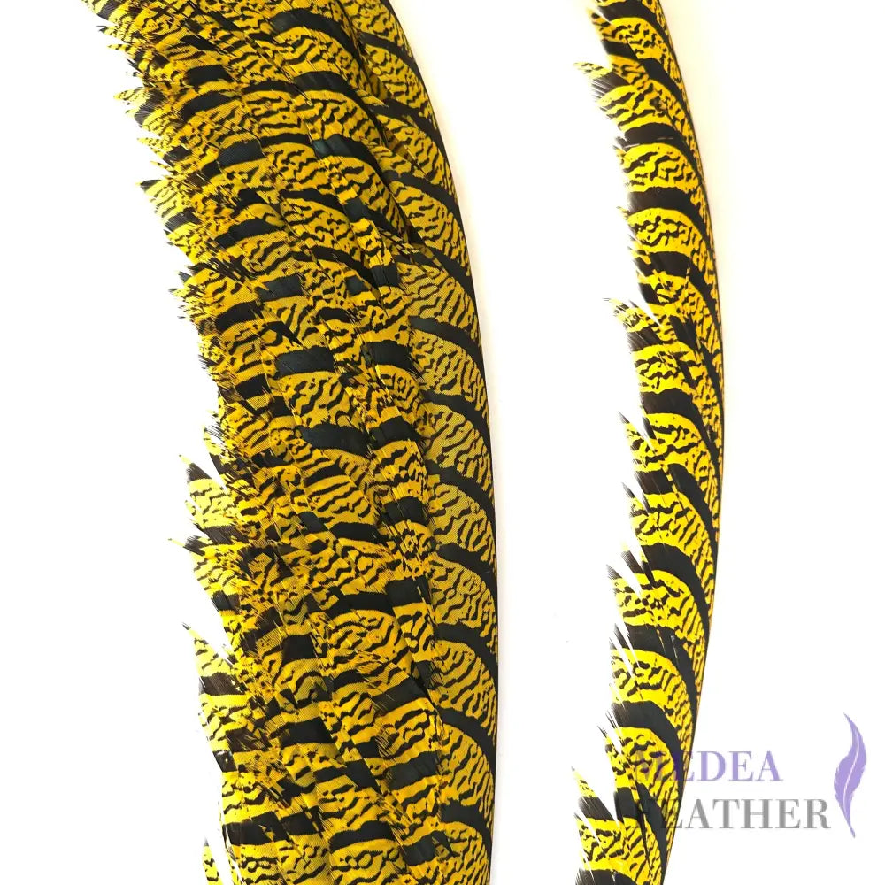 Multi-colour Lady Amherst Pheasant Tail Feather (70-75cm) SF028 Yellow / 1 Piece