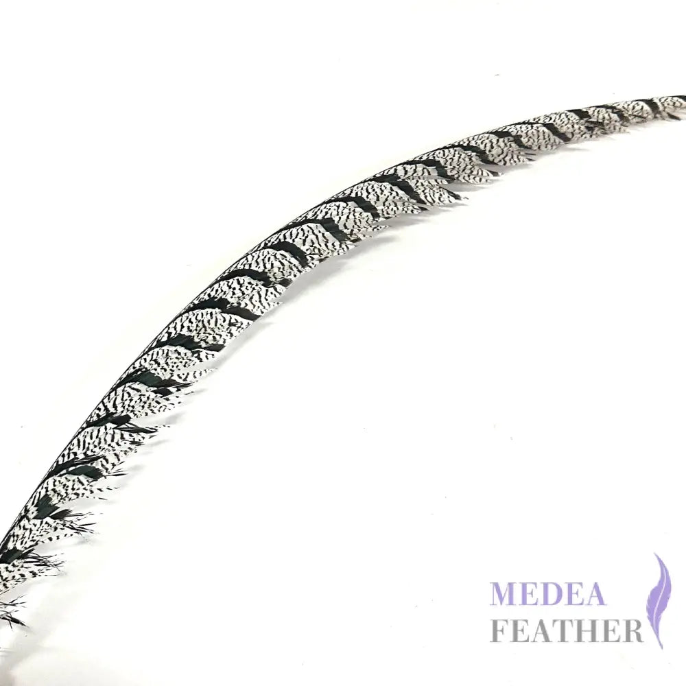 Multi-colour Lady Amherst Pheasant Tail Feather (80-90cm)