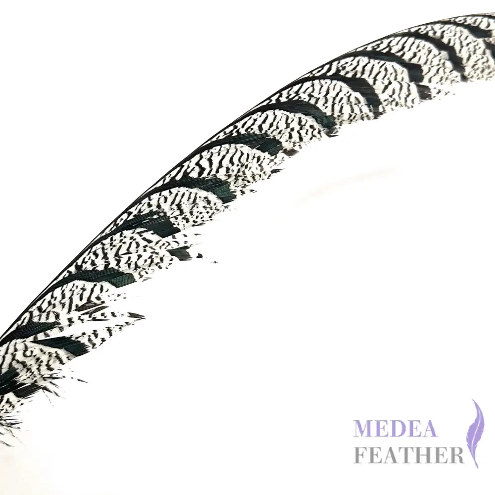 Multi-colour Lady Amherst Pheasant Tail Feather (80-90cm) Natural / 1 Piece