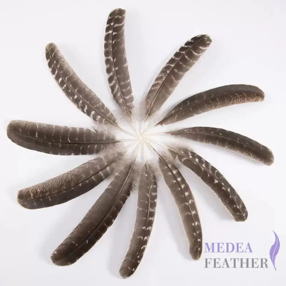 Natural Barred Turkey Pointer Feathers (1 Pack=10 pieces) 25-30CM