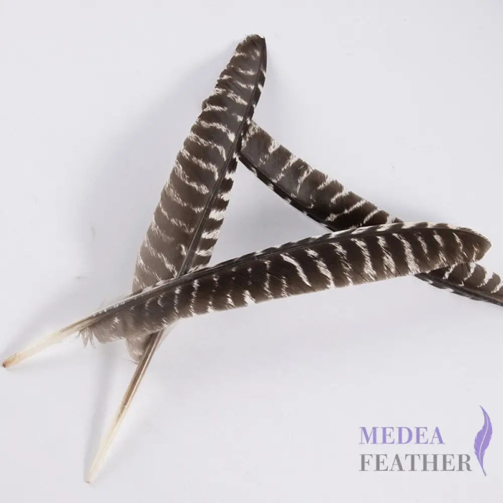 Natural Barred Turkey Pointer Feathers (1 Pack=10 pieces) 35CM