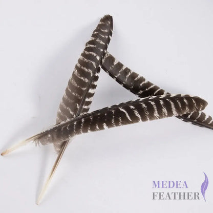 Natural Barred Turkey Pointer Feathers (1 Pack=10 pieces) 35CM