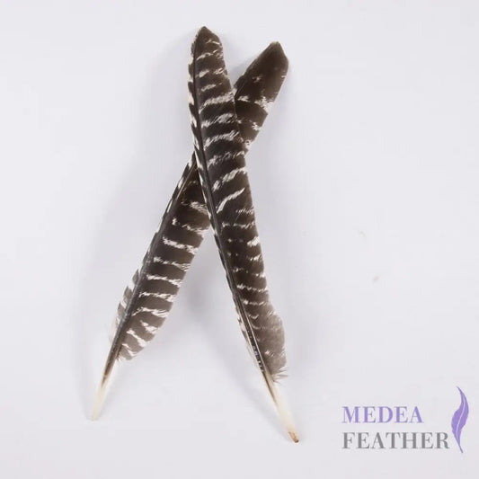 Natural Barred Turkey Pointer Feathers (1 Pack=10 pieces)